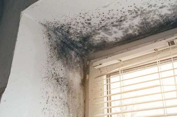 Affordable Black Mold Remediation solutions in Hines, OR